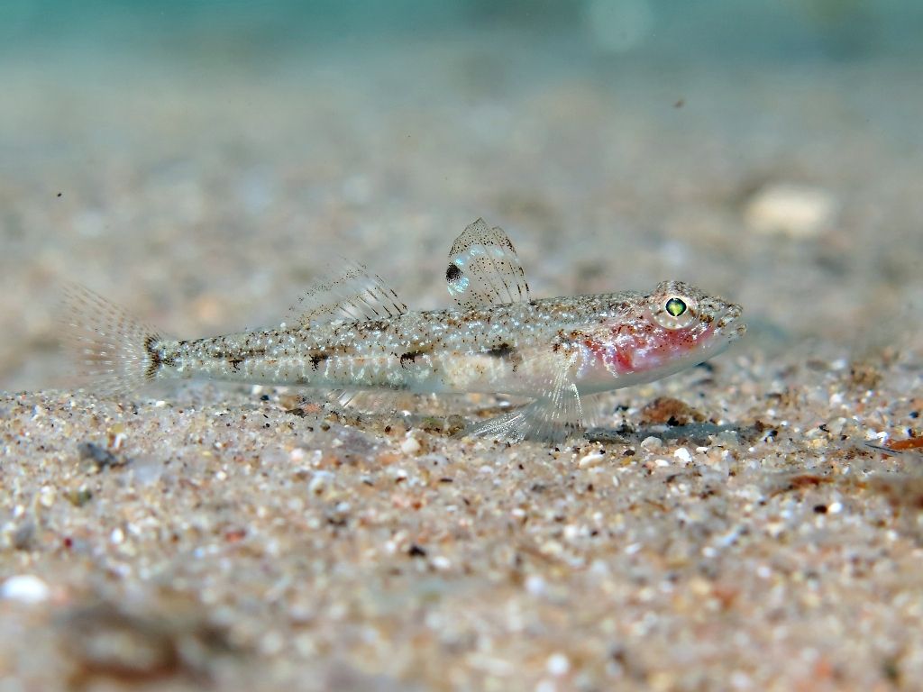Deltentosteus quadrimaculatus (Valenciennes, 1837)